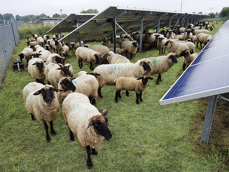 Schafbeweidung unter Agri-PV Anlage